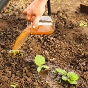 عصاره جلبک دریایی غنی از عناصر معدنی