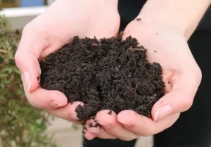 ورمی کمپوست غنی شده برای رشد بهتر گیاهان